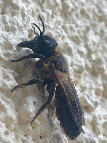 Sculptured Resin Bee