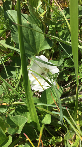 Calystegia atriplicifolia ssp. atriplicifolia