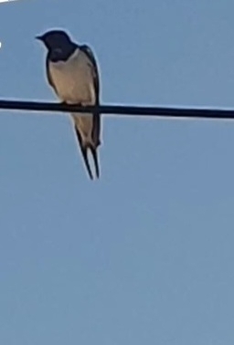 Barn Swallow