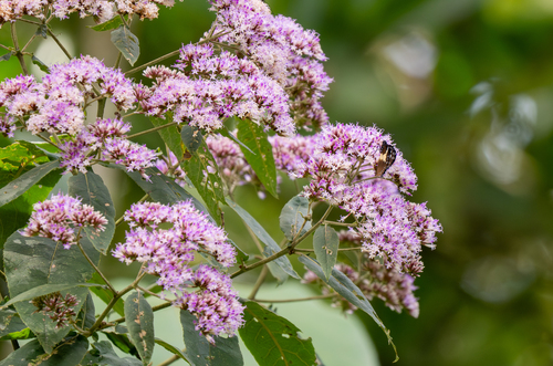 Gymnanthemum myrianthum, 2026-04-12
