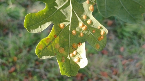 Common Spangle Gall Wasp