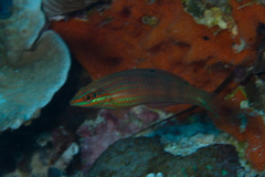 Halichoeres biocellatus