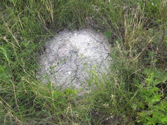 Spalax microphthalmus