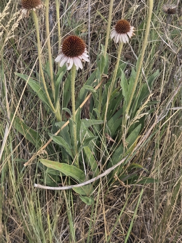 Echinacea angustifolia, photograph 3