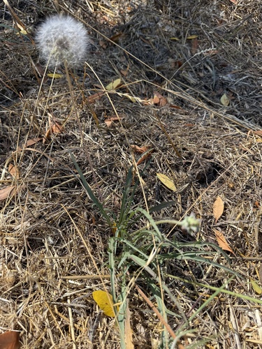 Agoseris grandiflora, 2026-08-13