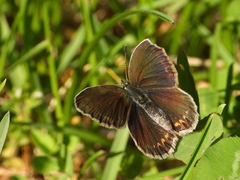 Plebejus idas