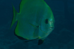 Platax boersii