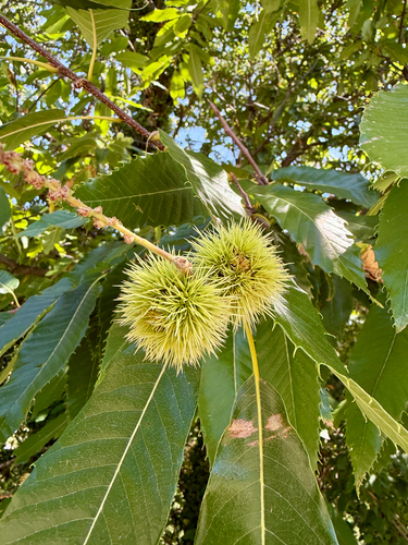 Sweet Chestnut