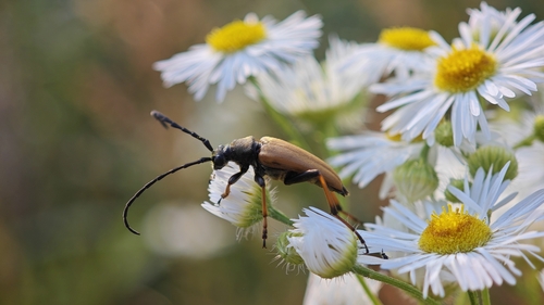 Red Pine Longhorn Beetle
