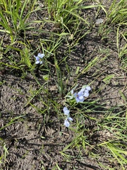 Sisyrinchium albidum