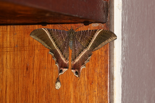 Moon Eyetail Moth