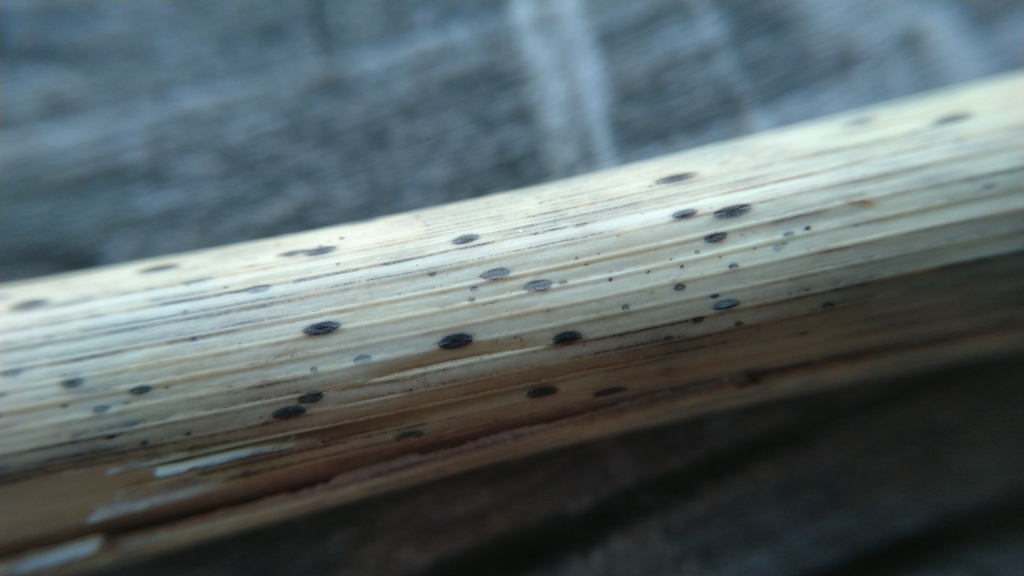Lophodermium arundinaceum