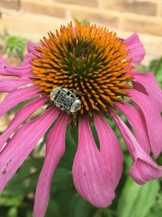 Trichiotinus texanus