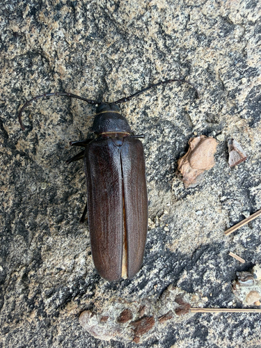 iNaturalist observation photo of Spined Woodborer