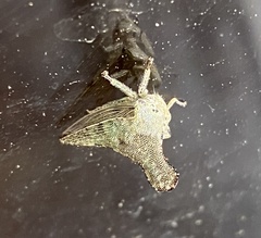 Glossonotus acuminatus