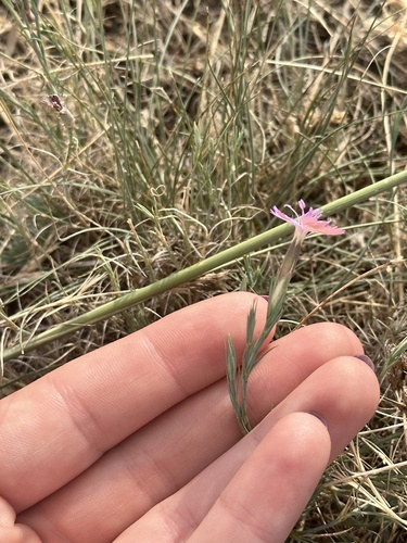 Dianthus nardiformis