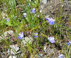 Collinsia grandiflora