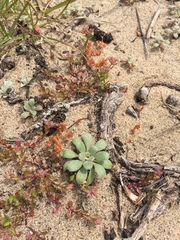 Camissoniopsis cheiranthifolia cheiranthifolia