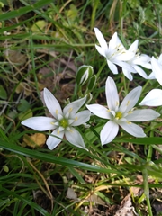 Ornithogalum umbellatum