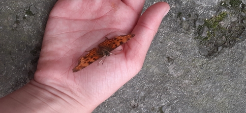 European Comma