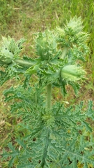 Argemone albiflora texana