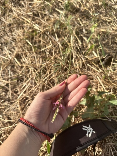 Hungarian Sainfoin