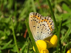 Plebejus idas