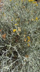 Schizogyne sericea
