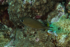 Pycnochromis atripes