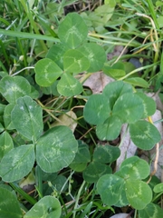 Trifolium repens