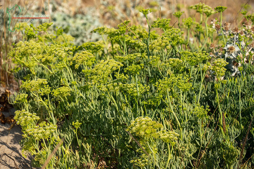rock samphire