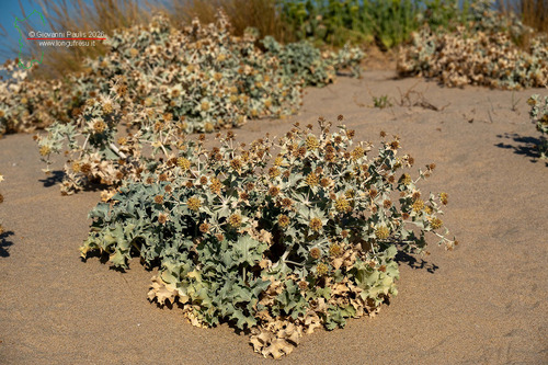Sea Holly