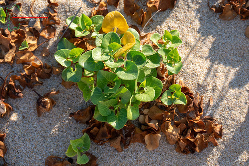 Sea Bindweed