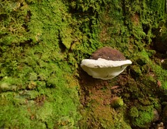 Ganoderma australe