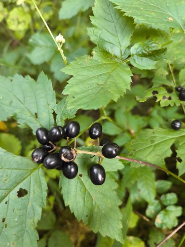 Eurasian baneberry