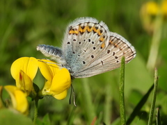 Plebejus idas