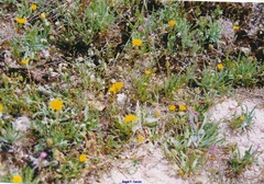 Leontodon longirostris