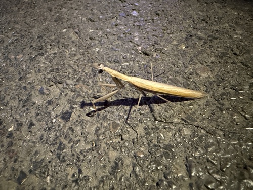 European Mantis