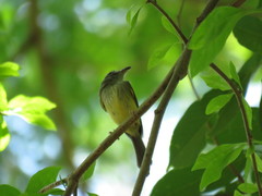 Oncostoma cinereigulare