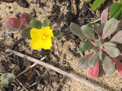 Camissoniopsis cheiranthifolia cheiranthifolia