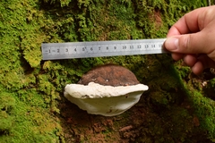 Ganoderma australe