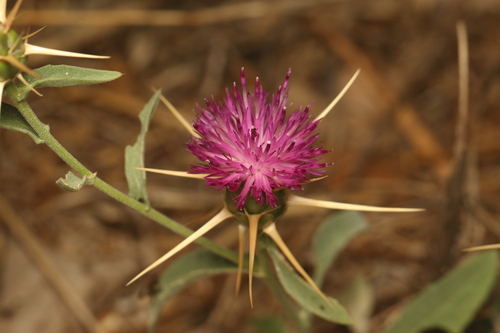 Centaurea iberica, photograph 4