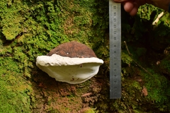 Ganoderma australe