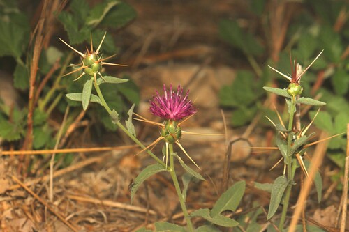Centaurea iberica, photograph 5