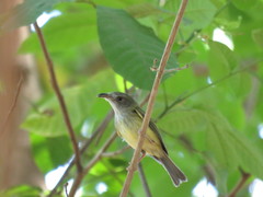 Oncostoma cinereigulare