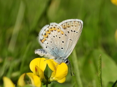 Plebejus idas
