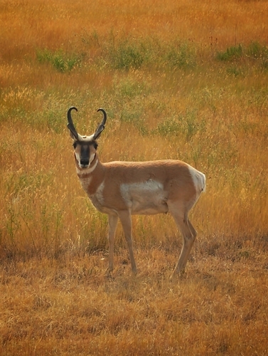 Pronghorn