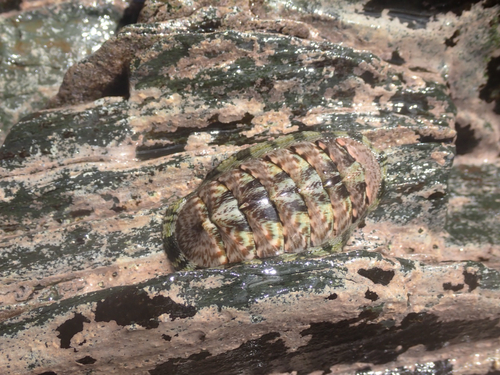 Chiton marmoratus observed 2026-08-09