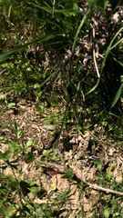 Rhionaeschna californica