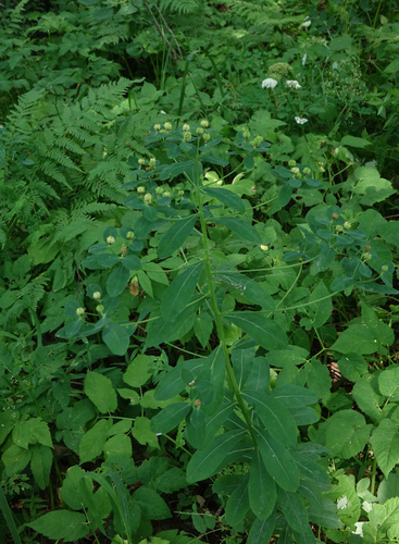 Euphorbia pilosa, photograph 4